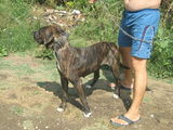 Presa canario