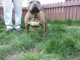 pui american bully