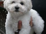 pui bichon+caniche 450.ron