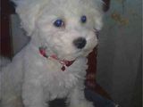 pui bichon frise