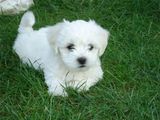 pui bichon maltesse la super pret