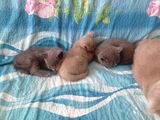 pui british shorthair