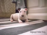 PUI BULL TERRIER disponibili