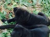 Pui cane corso