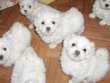 pui caniche cu bichon 450 ron