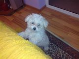 pui caniche cu bichon albi 300 ron