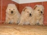 pui chow-chow