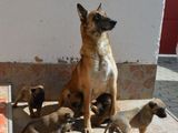 Pui ciobanesc belgian malinois