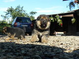 Pui ciobanesc german (German Shepherd) caine lup. 5 sapt