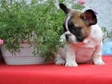 Pui de bulldog francez