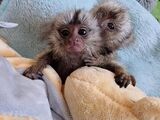 Pui de maimuțe marmoset de vânzare