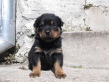 pui de Rottweiler