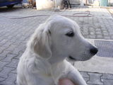 Pui Golden Retriever