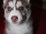 Pui Husky Siberian pufosi si deosebiti