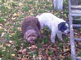 Pui Lagotto Romagnolo - caine trufe