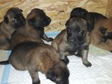 Pui Malinois cu pedigree tip A