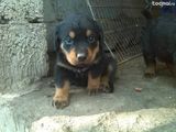 Pui rottweiler