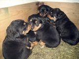 Pui Rottweiler