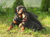 Pui Rottweiler