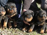 Pui ROTTWEILER