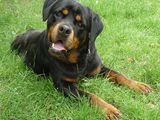 Pui rottweiler cu pedigree