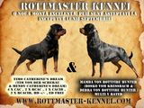 Pui rottweiler de calitate selectionata de vanzare