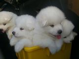 Pui samoyed de vanzaree