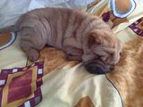 pui shar pei