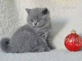 puibritis shorthair