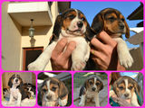 Puiuti Beagle foarte jucausi