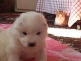 Puiuti Samoyed