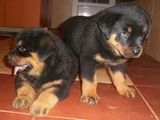 Rottweiler de vanzare