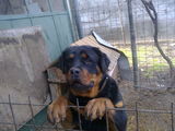 Rottweiler femela