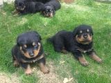 rottweiler vaccinati si deparazitati