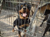 rottweiler vanzare