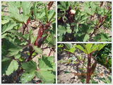 seminte de hibiscus esculentus