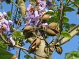 Semințe  Paulownia tomentosa