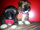 shih tzu de vanzare