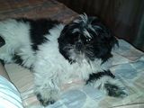 Shih Tzu femela