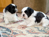 shih tzu foarte frumosi