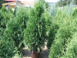 Thuja produs in Romania