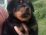 URGEN ROTTWEILER