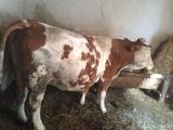 vaca baltata romaneasca
