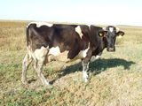 Vaci holstein