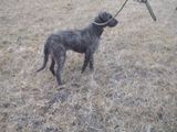 Vanatoare.Femela dog argentinian cu erder terrier