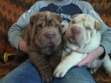 Vand 2 pui shar-pei