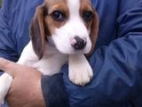 Vand Beagle