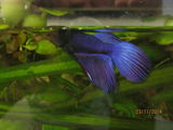 Vand Betta splendens