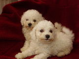 Vand Bichon Frise !!