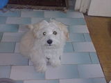 Vand bichon maltese